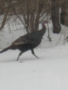 A wild turkey visiting in our yard