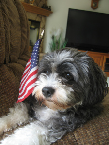 Charlie Bear with American Flag 009